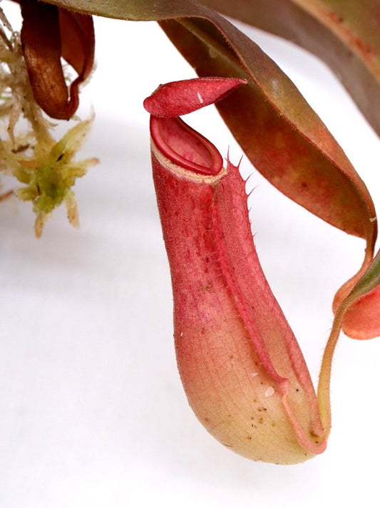 Nepenthes albomarginata "Red" Gunung Jerai,Malaysia