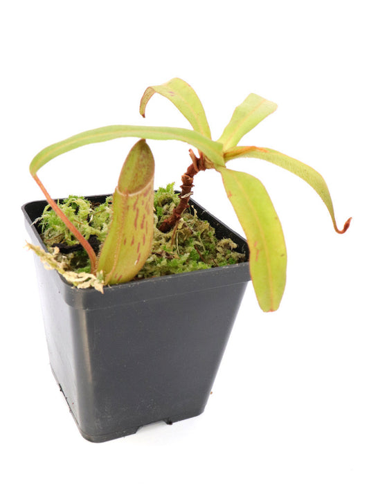 Nepenthes albomarginata "Spotted" Ringlet, Cameron Highlands