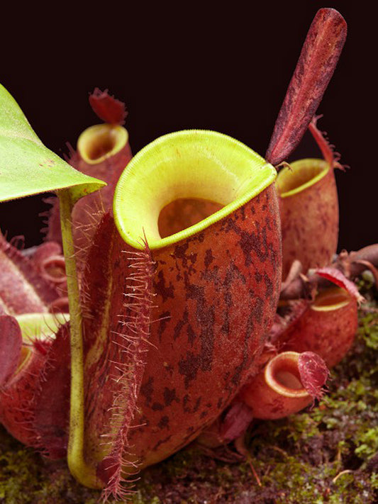 Nepenthes ampullaria "Lime Twist"  BE-3390