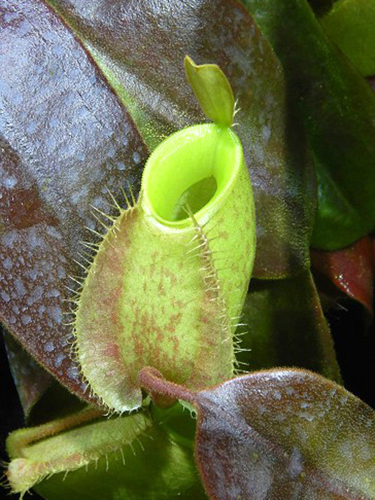 Nepenthes ampullaria "Papua intermediate" BE-3450