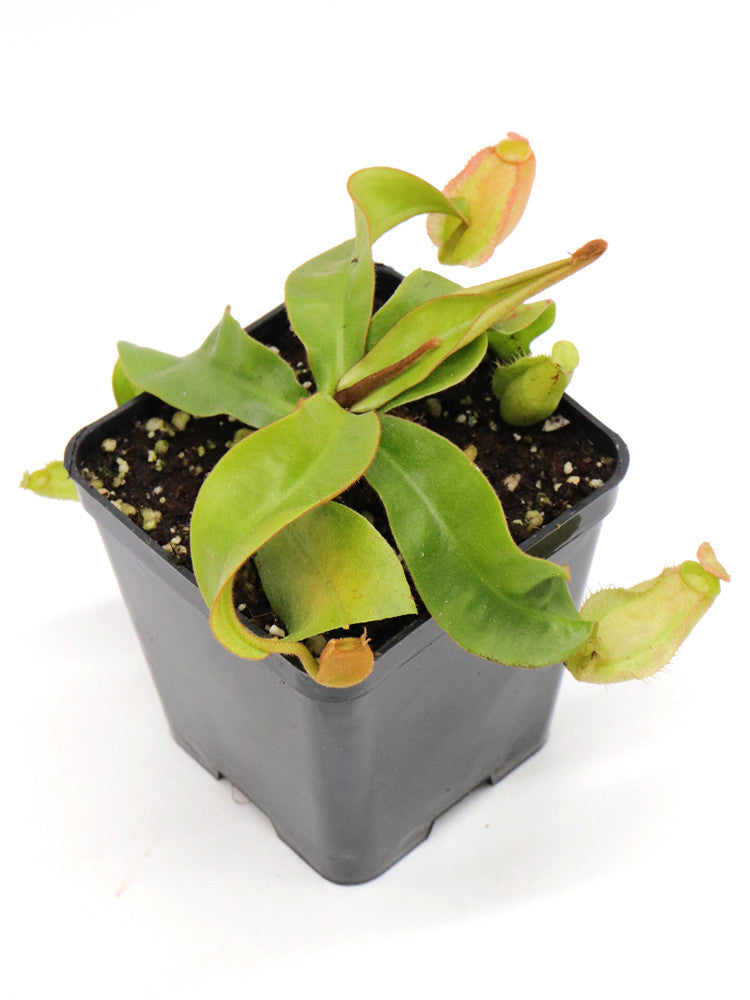 Nepenthes ampullaria Red & Green  (Maschio)