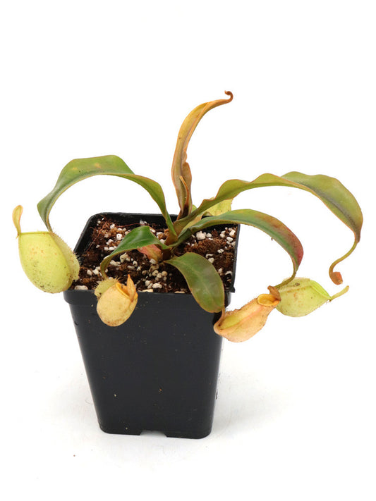 Nepenthes ampullaria  "Orange leaf"  Tayeve, Irian Jaya