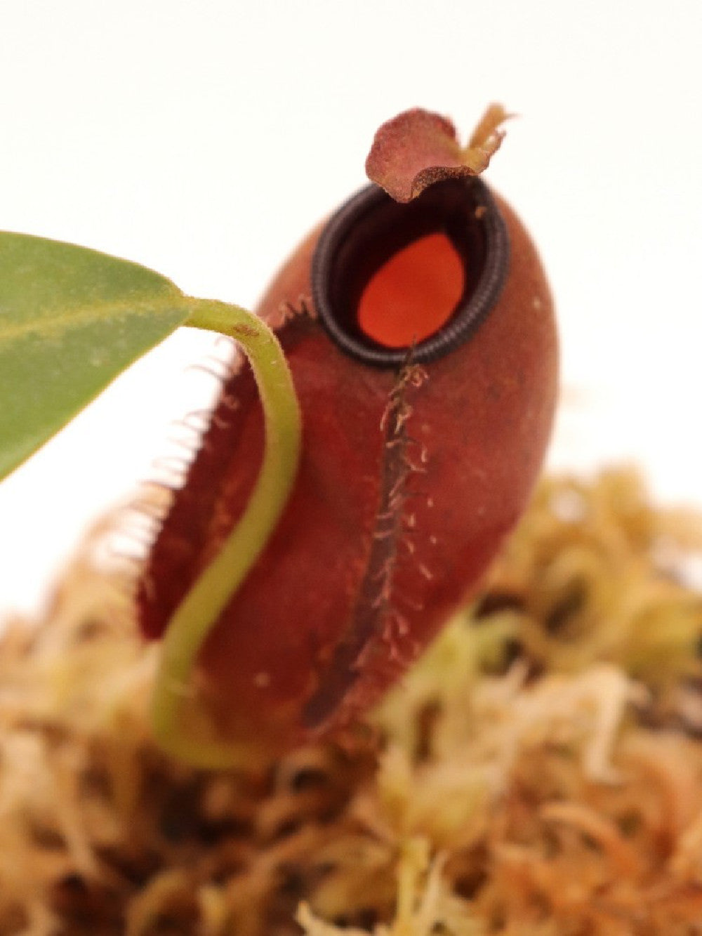 Nepenthes ampullaria x aristolochioides BE-3758