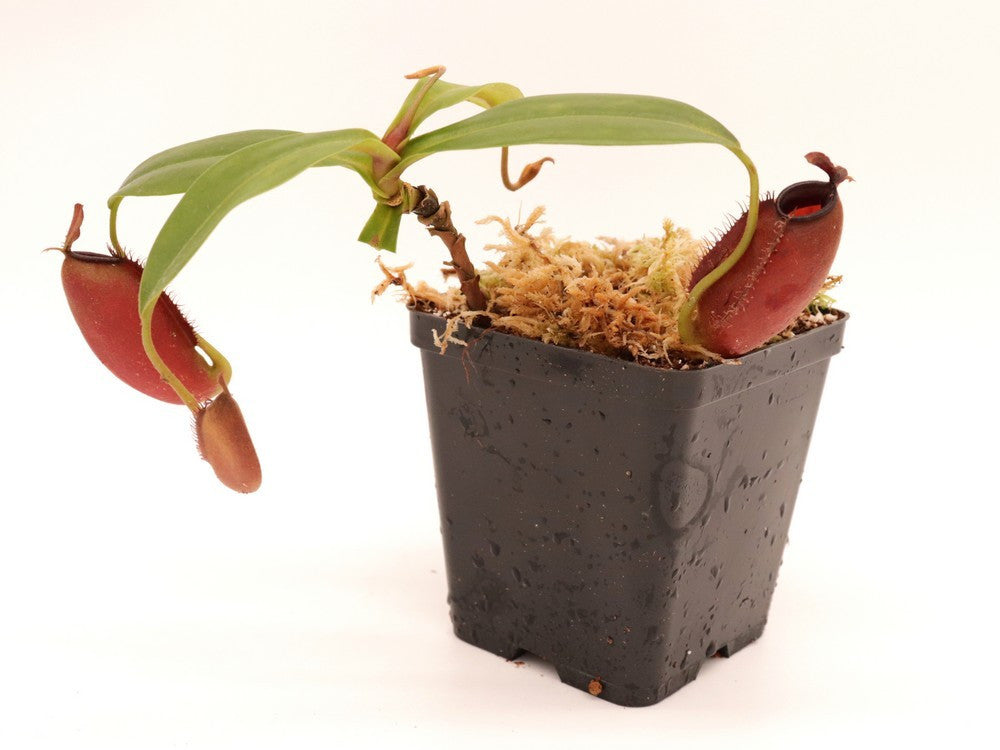 Nepenthes ampullaria x aristolochioides BE-3758