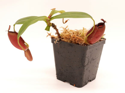 Nepenthes ampullaria x aristolochioides BE-3758