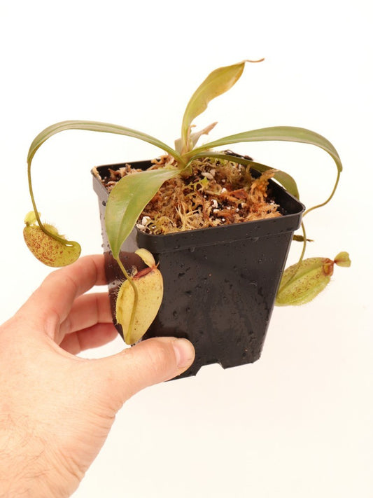 Nepenthes ampullaria x aristolochioides  BE-3658