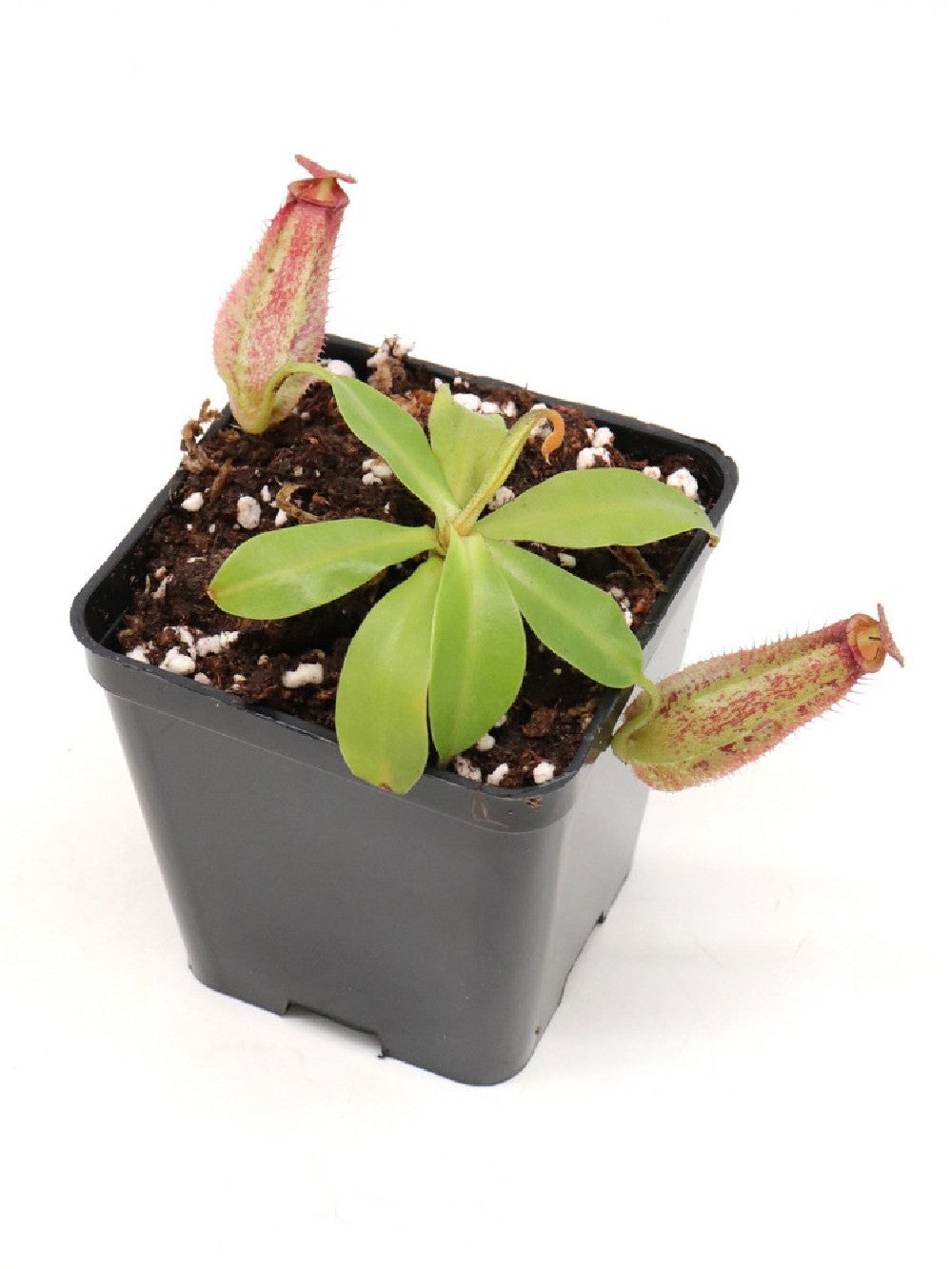 Nepenthes ampullaria x fusca   BE-3941