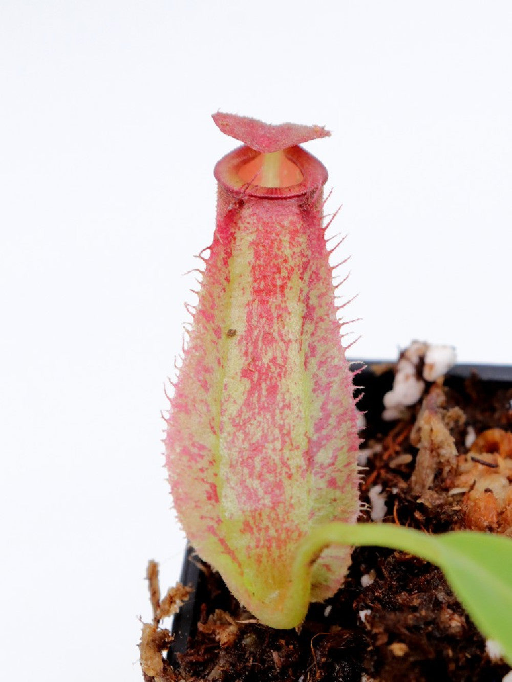 Nepenthes ampullaria x fusca   BE-3941