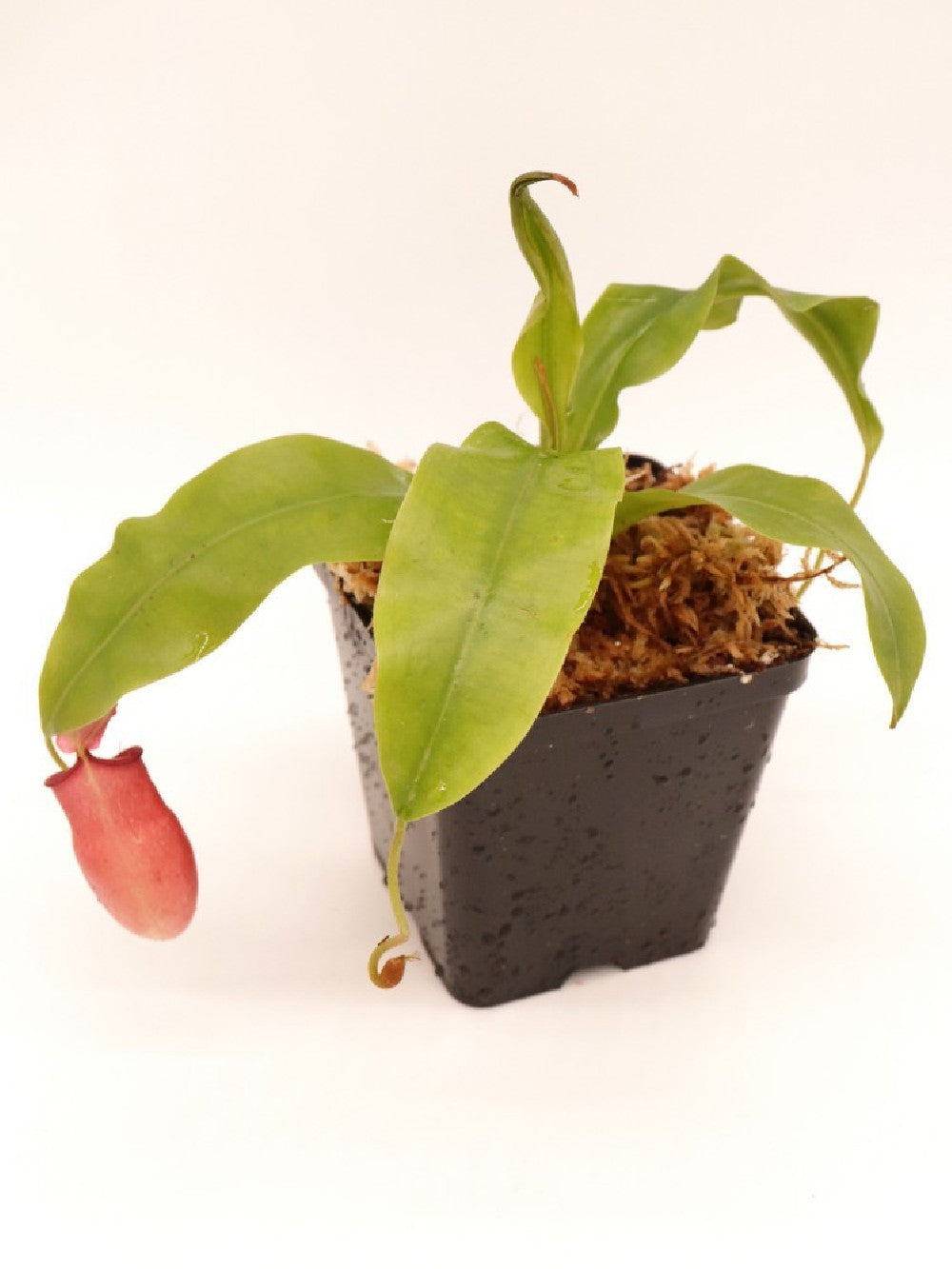 Nepenthes ampullaria x mira BE-3783