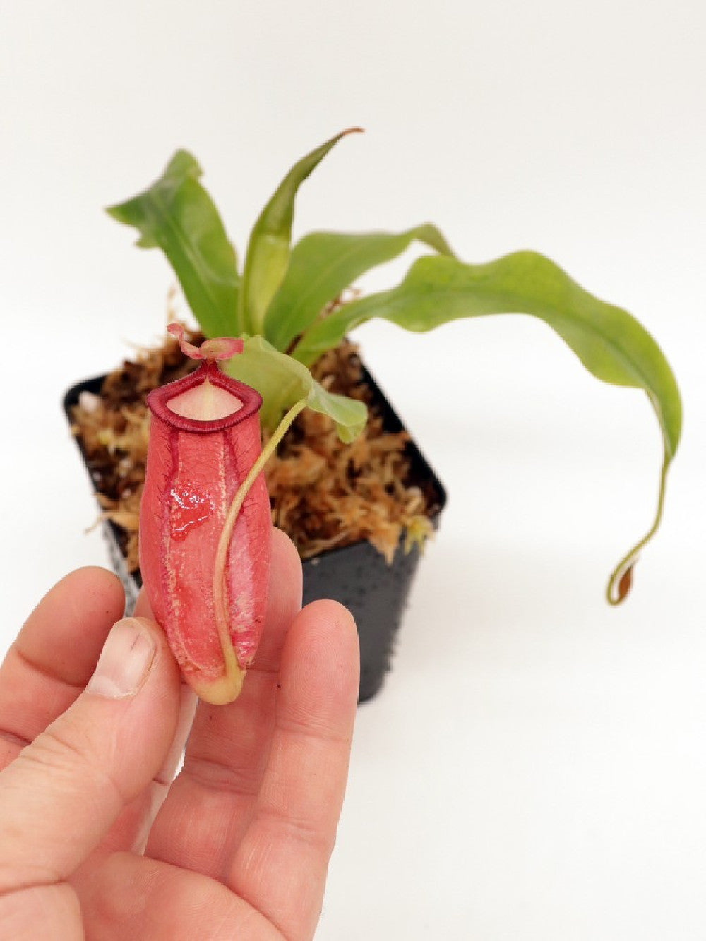 Nepenthes ampullaria x mira BE-3783