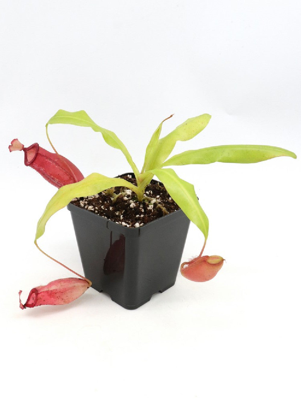 Nepenthes ampullaria x mira BE-3783