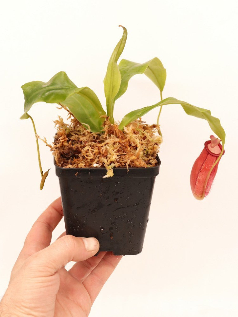 Nepenthes ampullaria x mira BE-3783