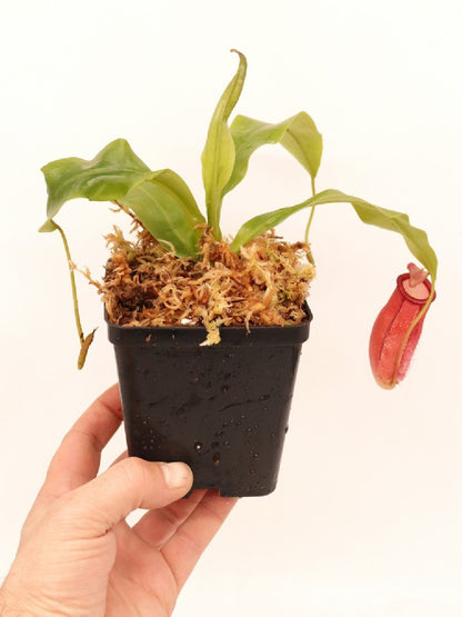 Nepenthes ampullaria x mira BE-3783