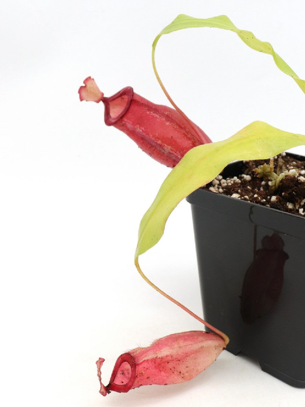 Nepenthes ampullaria x mira BE-3783