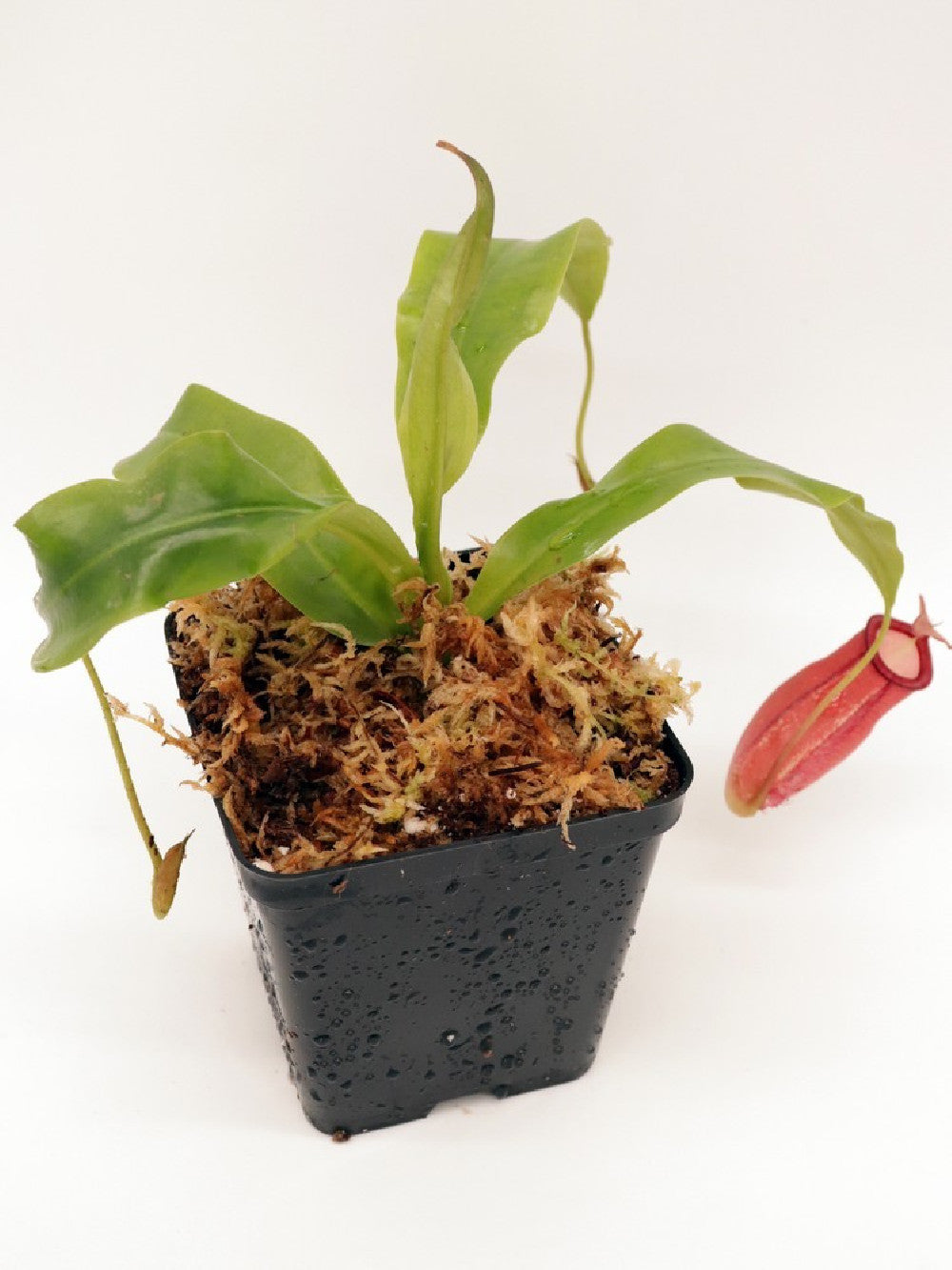 Nepenthes ampullaria x mira BE-3783