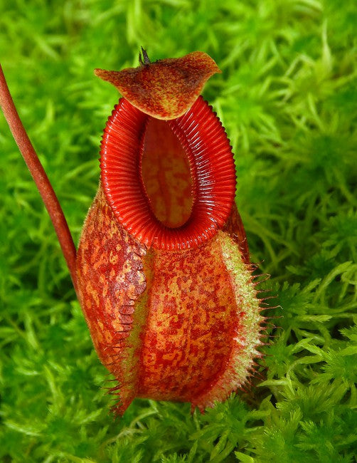 Nepenthes aristolochioides x "Diabolica"  BE-3898