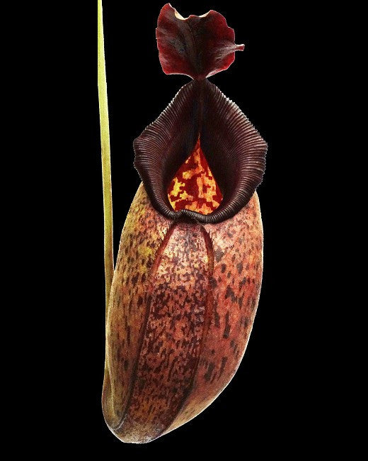 Nepenthes aristolochioides x robcantleyi  BE-3695