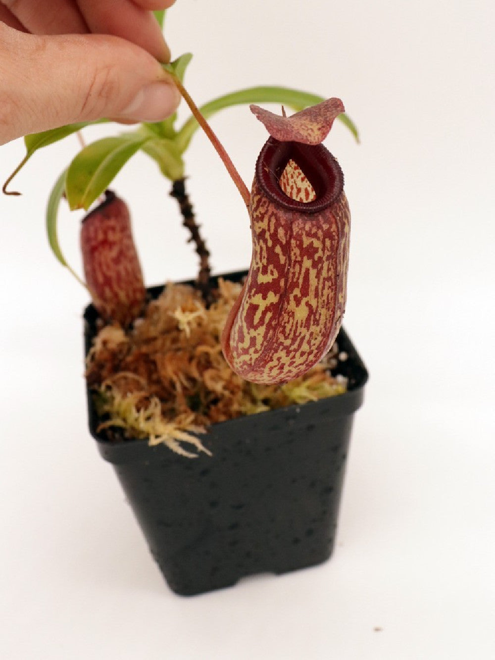 Nepenthes aristolochioides x ventricosa BE-3447