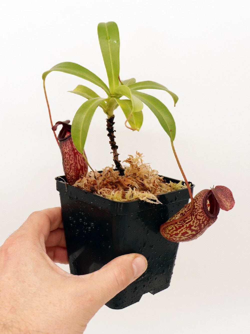 Nepenthes aristolochioides x ventricosa BE-3447