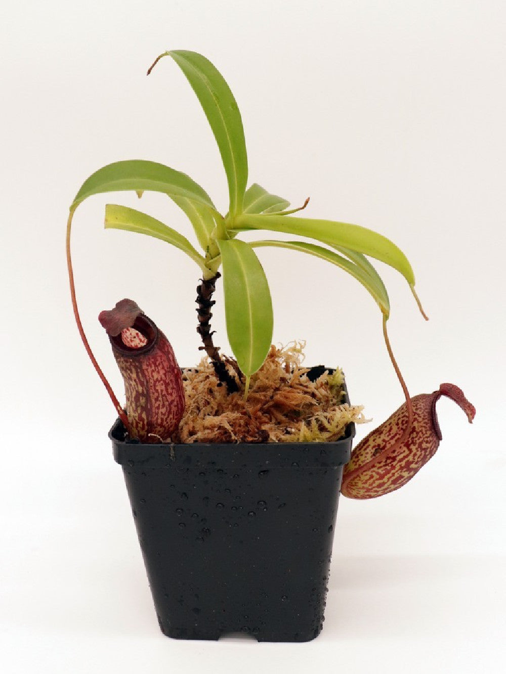 Nepenthes aristolochioides x ventricosa BE-3447