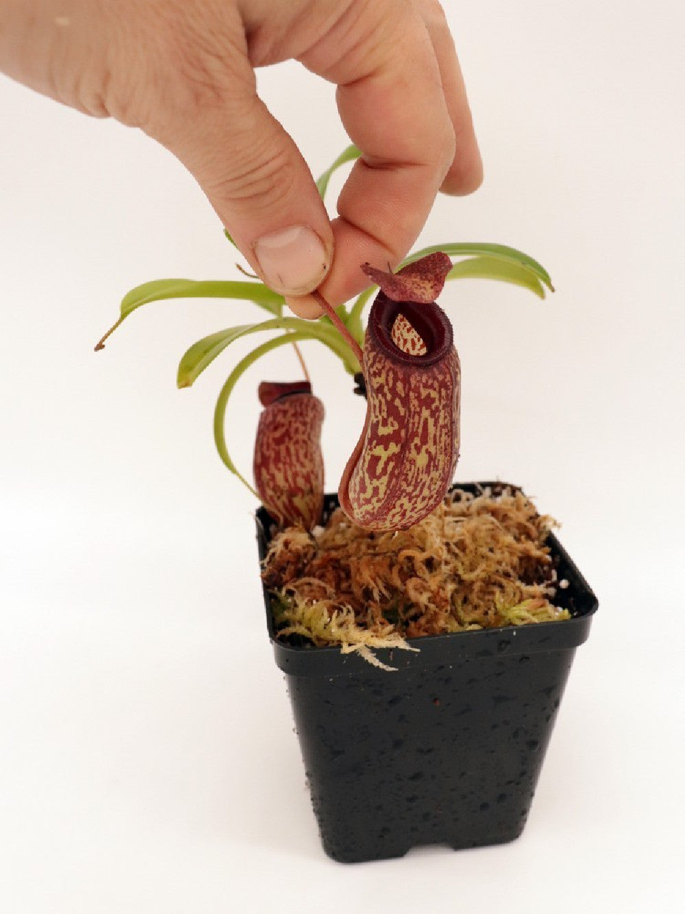 Nepenthes aristolochioides x ventricosa BE-3447