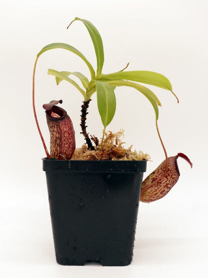 Nepenthes aristolochioides x ventricosa BE-3447