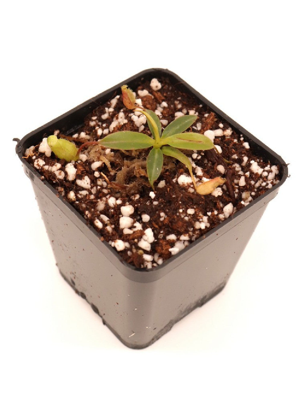 Nepenthes attemboroughii BE-3693