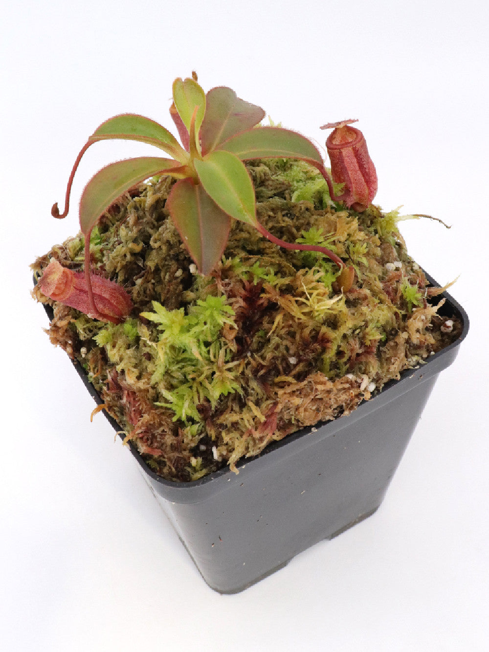 Nepenthes attemboroughii BE-3693