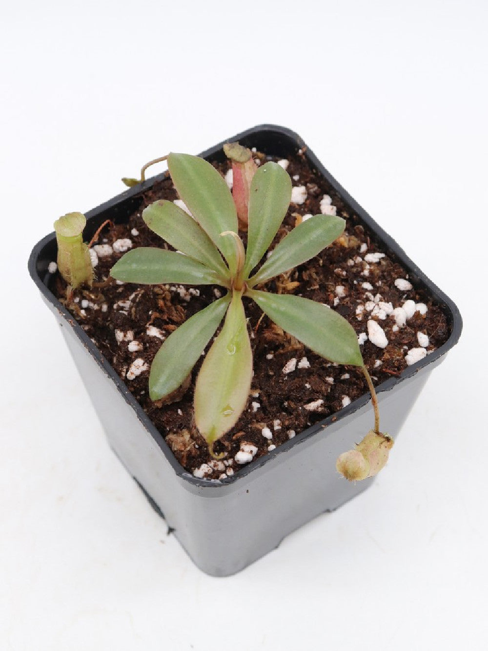 Nepenthes attemboroughii BE-3693