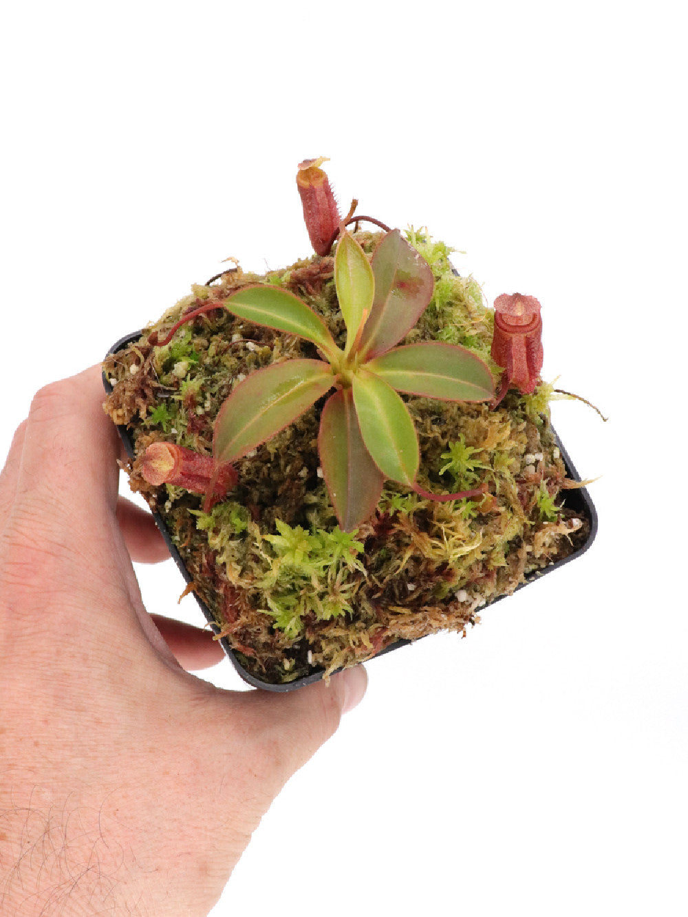 Nepenthes attemboroughii BE-3693