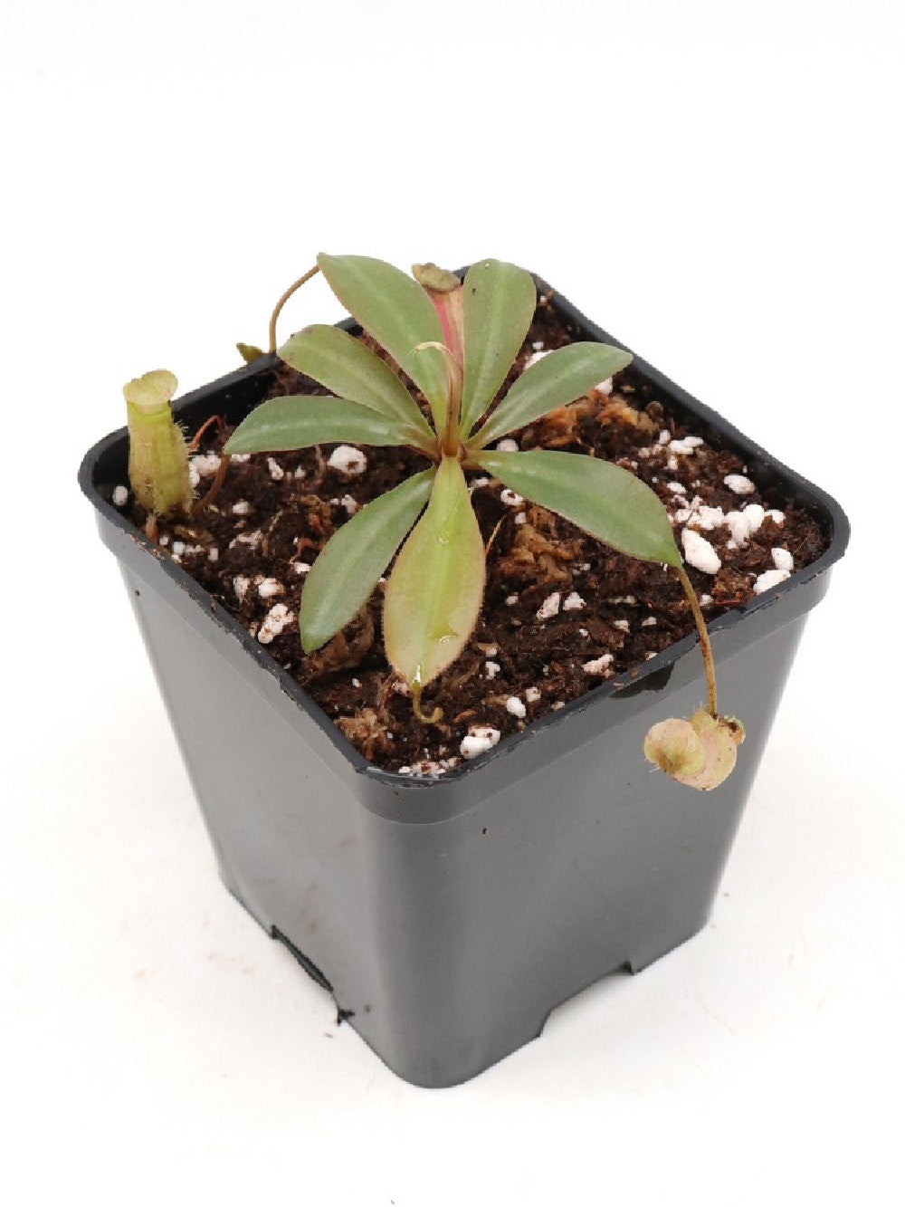 Nepenthes attemboroughii BE-3693