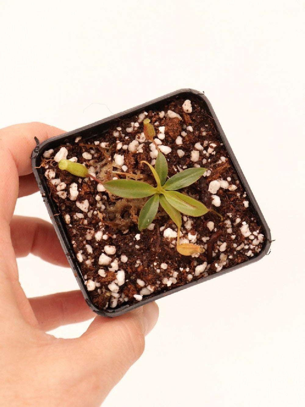 Nepenthes attemboroughii BE-3693