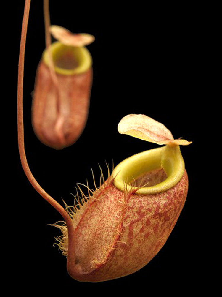 Nepenthes bellii "Best selected clone"  BE-3026