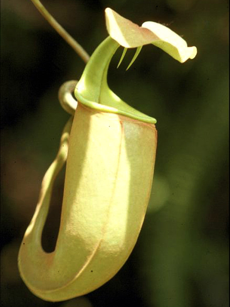 Nepenthes bicalcarata "Brunei Orange"  BE-3029