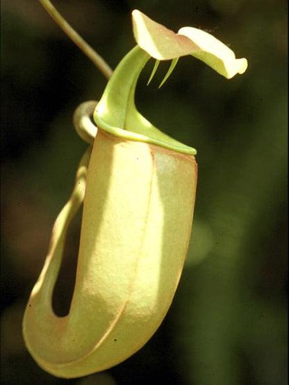 Nepenthes bicalcarata "Brunei Orange"  BE-3029