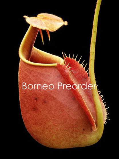 Nepenthes bicalcarata "Brunei red flush"  BE-3031