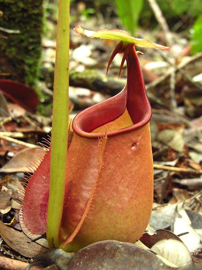 Nepenthes bicalcarata "Sarawak Giant" Red  BE-3682
