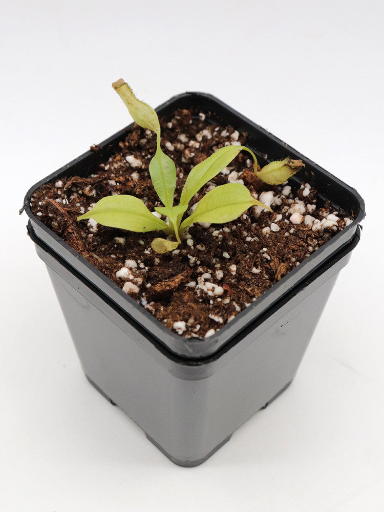 Nepenthes bicalcarata
