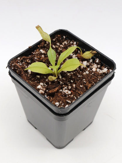Nepenthes bicalcarata