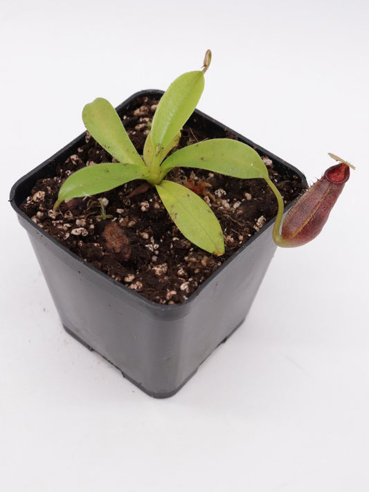 Nepenthes bongso