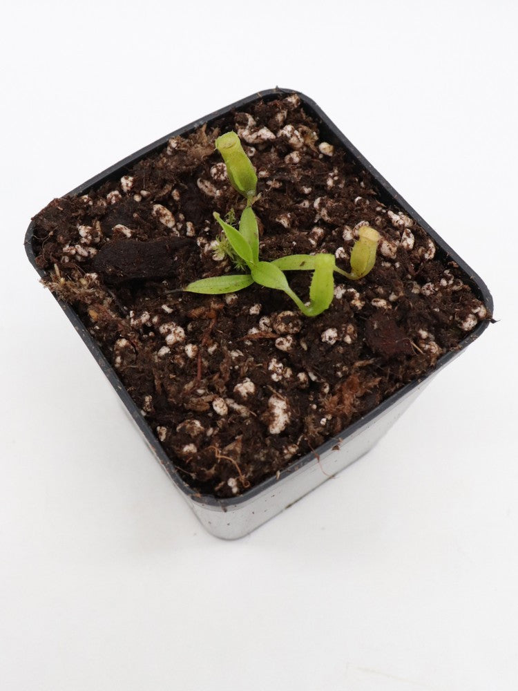 Nepenthes bongso