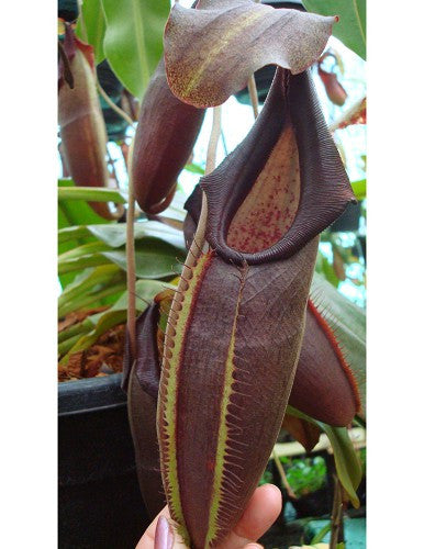 Nepenthes bongso