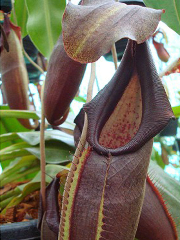 Nepenthes bongso  BE-3036