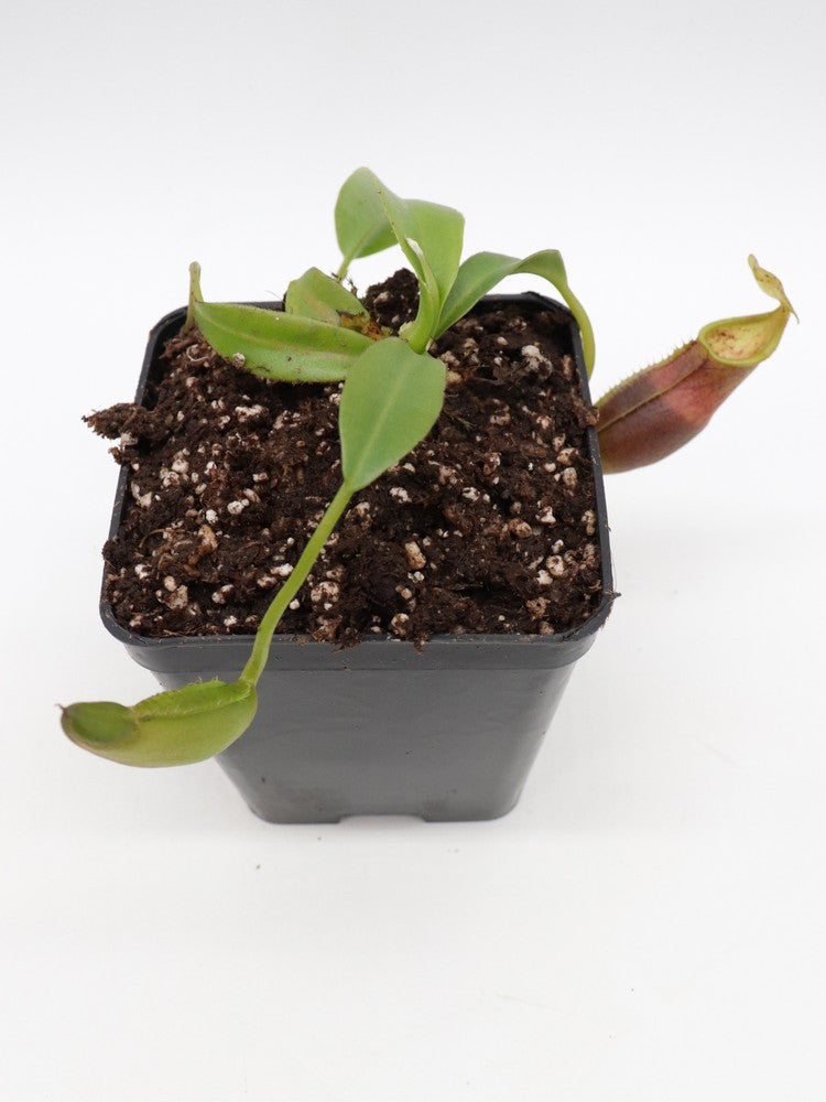 Nepenthes bongso hybrid seedgrow