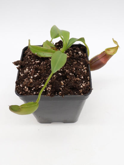 Nepenthes bongso hybrid seedgrow