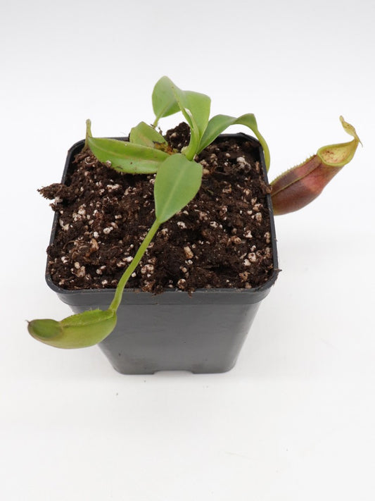 Nepenthes bongso hybrid seedgrow