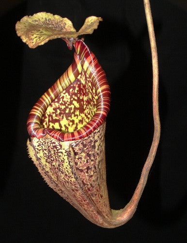 Nepenthes burbidgeae  "Pig Hill"  Mt.Kinabalu  BE-3848