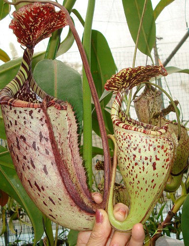 Nepenthes burbidgeae  "Pig Hill"  Mt.Kinabalu  BE-3873