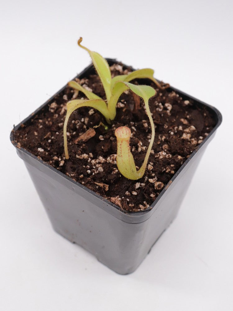Nepenthes burbidgeae seedgrow