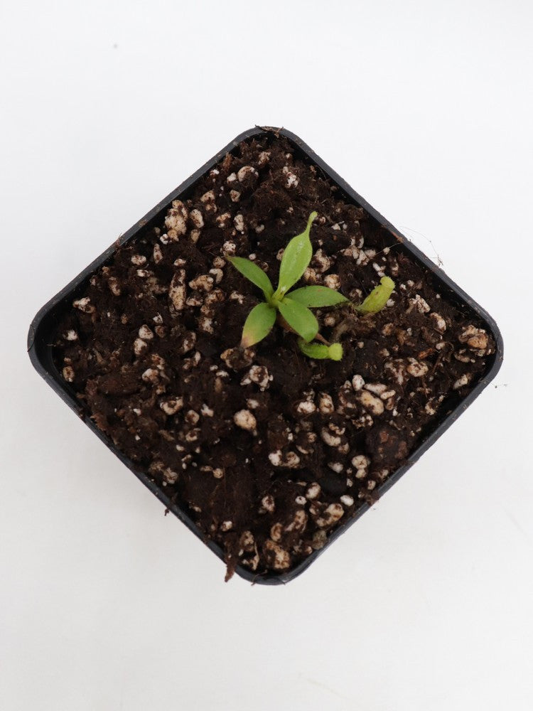 Nepenthes burbidgeae seedgrow